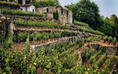 El tesoro en el viñedo